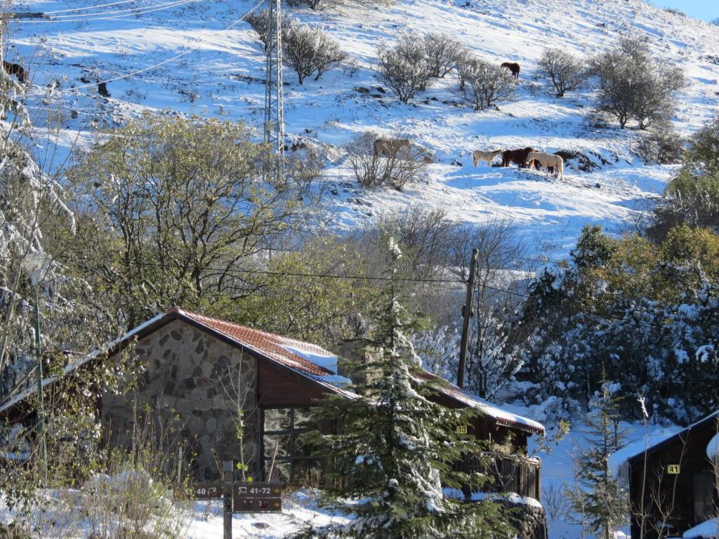 Merom Golan Resort エクステリア 写真